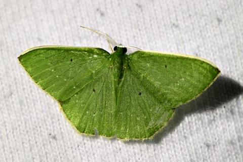 Prasinocyma floresaria Moth (Prasinocyma floresaria)